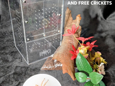 Medium Bug Box with kit and a Cytaea plumbeiventris