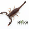 Captive Bred Baby Black Rock Scorpion (Urodacus manicatus) with kit