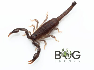 Captive Bred Baby Black Rock Scorpion (Urodacus manicatus) with kit