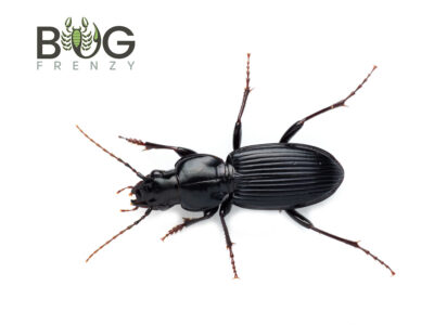 Southern Rainforest Ground Beetle (Carabidae)