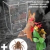 Medium Bug Box with kit and a Plexippus petersi