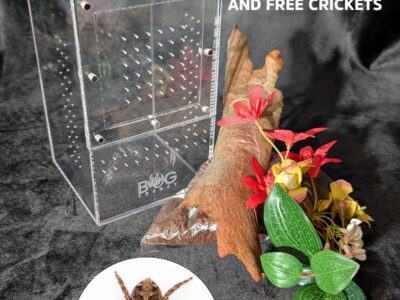 Medium Bug Box with kit and Tropical Fly Catcher Jumping Spider