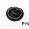 2 x Dainty Snake millipedes (Atelomastix sp.)