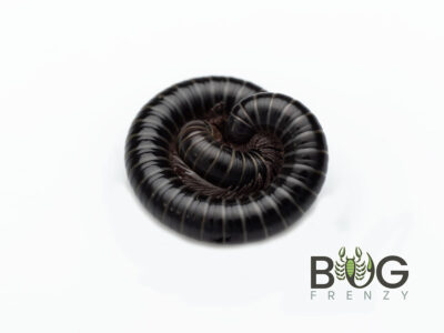 2 x Dainty Snake millipedes (Atelomastix sp.)