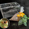 Medium Bug Box with kit and a Maratus pavonis Sub/Adult male