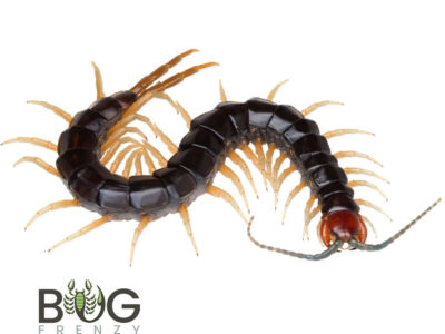 Yellow Legged Centipede (Cormocephalus kraepeleni)
