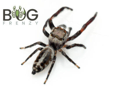 Garden Jumping Spider (Opisthoncus sp) Adult male