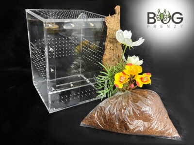 Large Bug Box with kit and Servaea incana