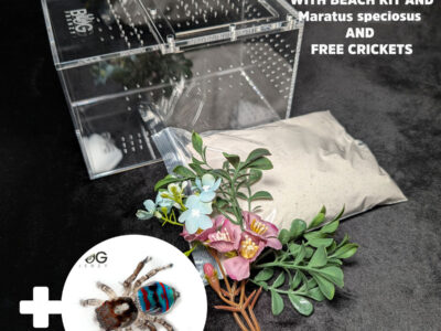 Medium Bug Box with kit and a Maratus speciosus male