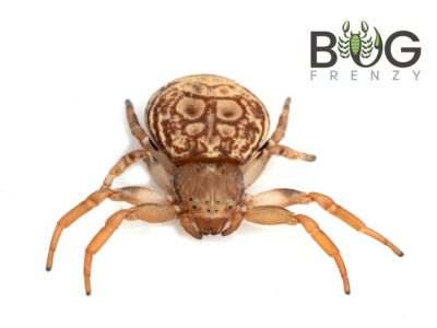 Crater Crab (Cymbacha ocellata)