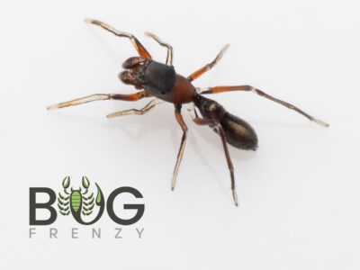 Ant mimic jumping spider (Myrmarachne sp.)