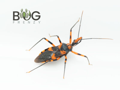 Black and Orange Assassin Bug (Reduviidae)