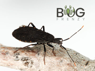 Black Assassin Bug (Reduviidae)
