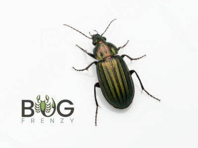 Green and brown striped beetle (Chlaenius sp)