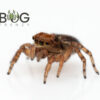 Green-Tailed Peacock Spider (Maratus pavonis) Captive Bred Female