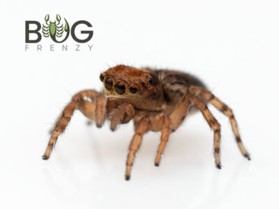 Green-Tailed Peacock Spider (Maratus pavonis) Captive Bred Juvie