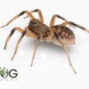 Bicolor Wolf Spider (Hoggicosa storri) Juvie