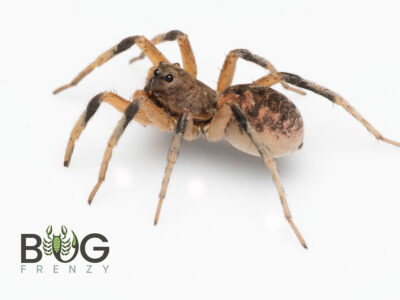 Bicolor Wolf Spider (Hoggicosa storri) Juvie