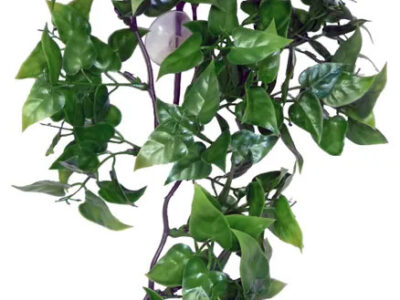 Komodo Philodendron Hanging Plant 30cm