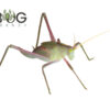 Green n Pink Bush Katydid (Elephantodita sp)