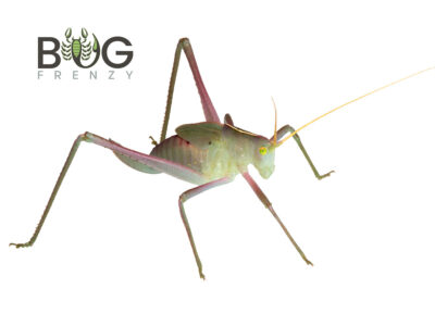 Green n Pink Bush Katydid (Elephantodita sp)