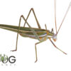 Green Bush Katydid (Elephantodita sp)