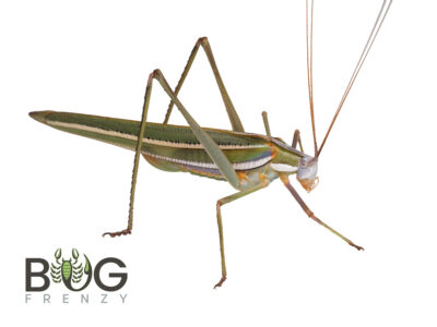 Green Bush Katydid (Elephantodita sp)