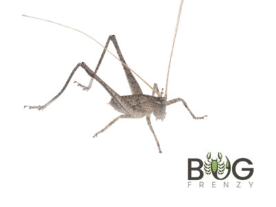 Long-winged Shield-back katydid (Lanciana hesperpotana)