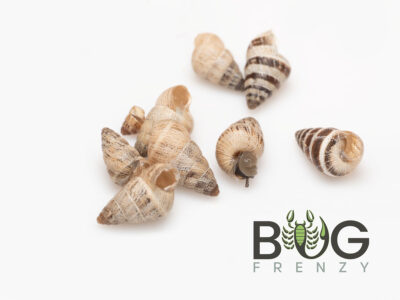 10 x Small Pointed Snails (Prietocella barbara)