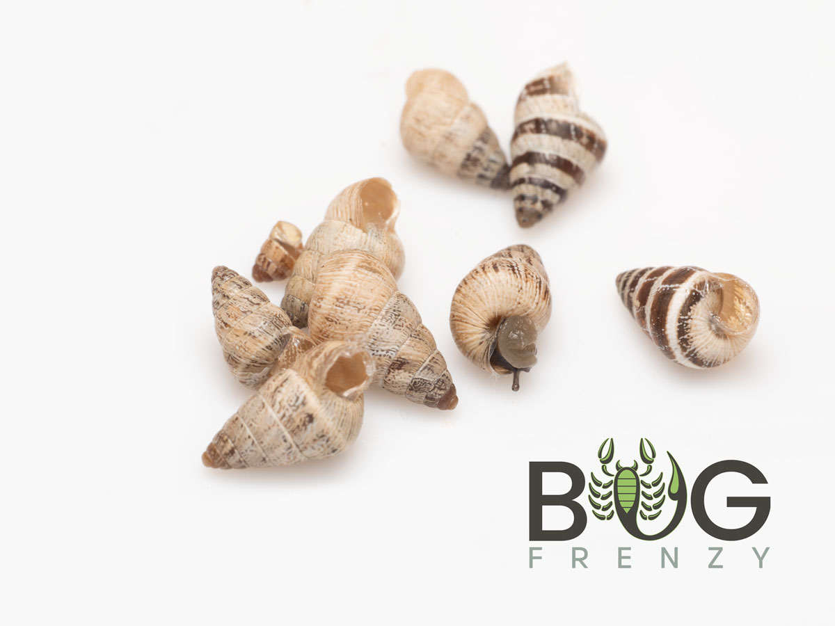 10 x Small Pointed Snails (Prietocella barbara)