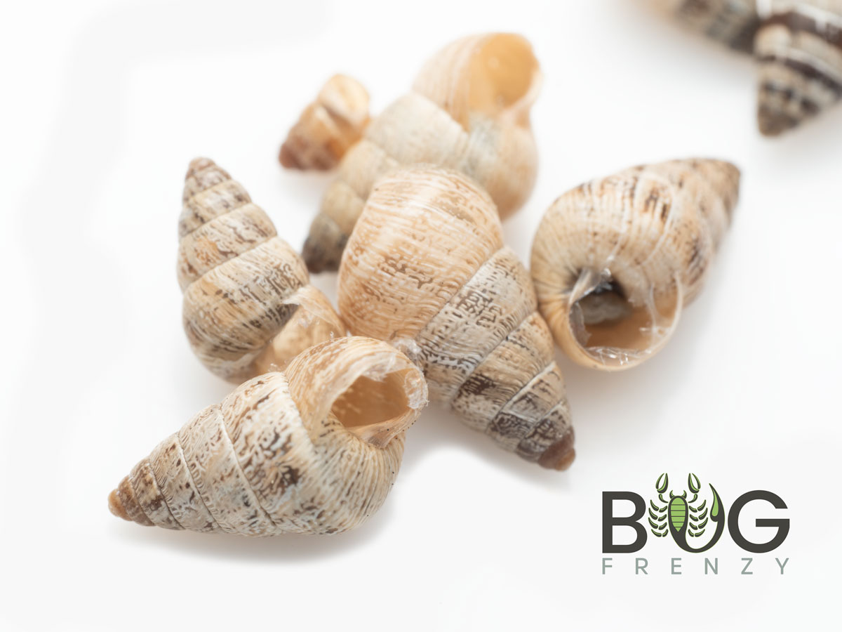 10 x Small Pointed Snails (Prietocella barbara) - Image 2