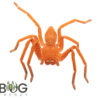 Orange Badge Huntsman (Neosparassus Diana) Captive bred juvie