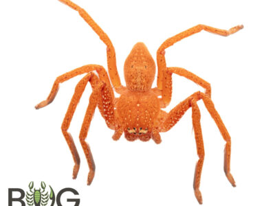 Orange Badge Huntsman (Neosparassus Diana) Captive bred juvie