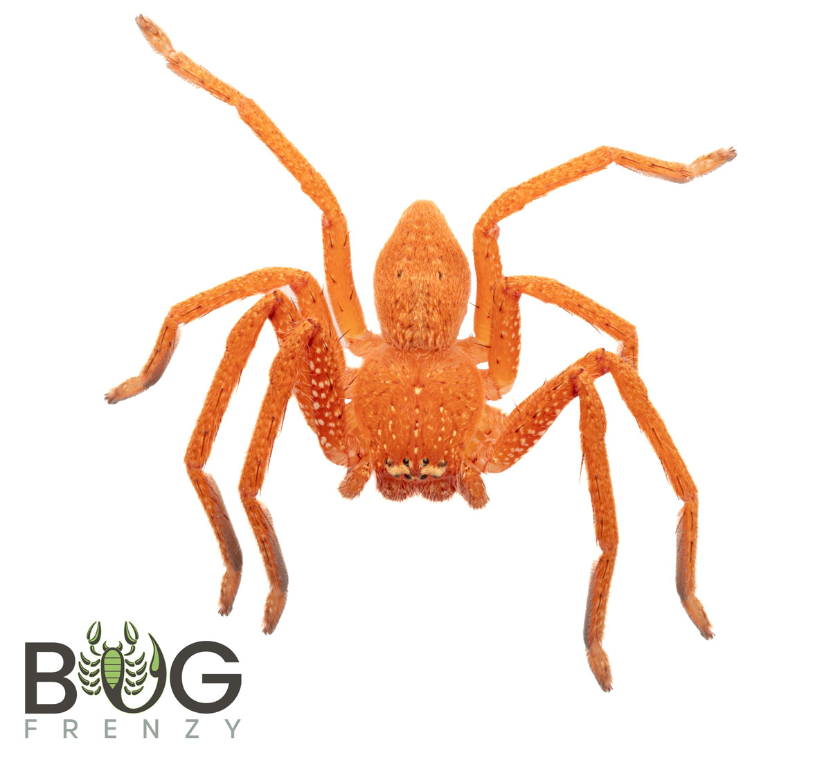 Orange Badge Huntsman (Neosparassus Diana) Captive bred juvie