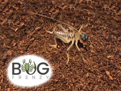 Striped Raspy cricket (Gryllacrididae)