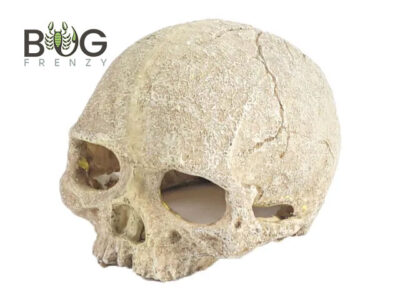 Large Skull Resin Hide