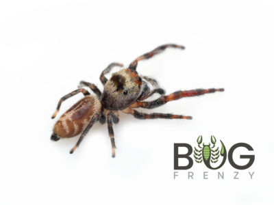 Yellow Grasstree jumping spider (Opisthoncus sp.) Captive Bred Adult Male