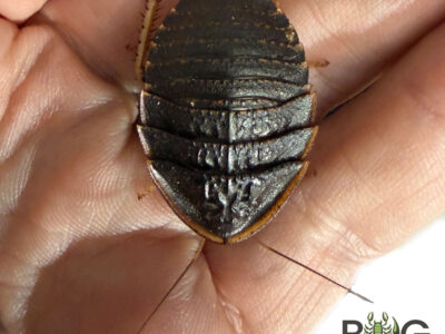 Armoured cockroach (Euzosteria sp)