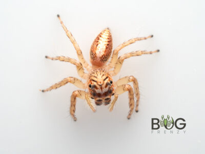 Rose-Gold Jumper (Cytaea plumbeiventris) Captive bred Juvie