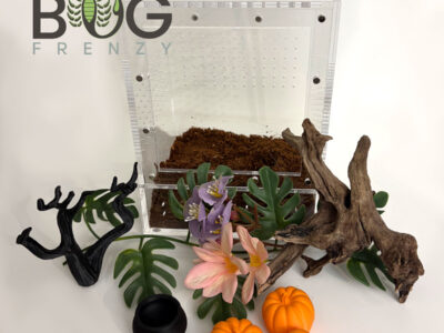 Halloween Themed Bug Box 2.0