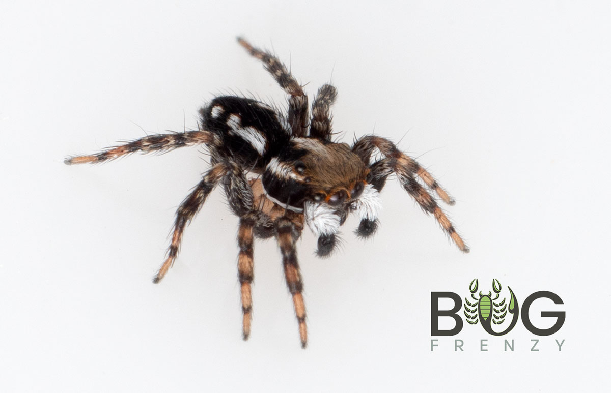 Polka Dot Rock Hopper (Undescribed)